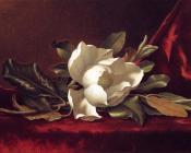 马丁 约翰逊 赫德 : The Magnolia Blossom